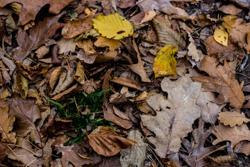 autumnO18