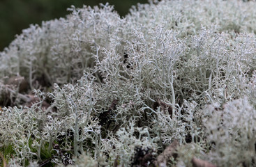 white Lichen