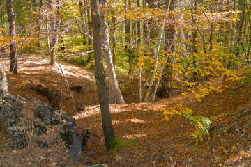 Autumn season on the Etna volcano