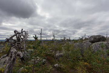 dead trees in karelia