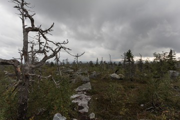 Dead Trees on the Mountain