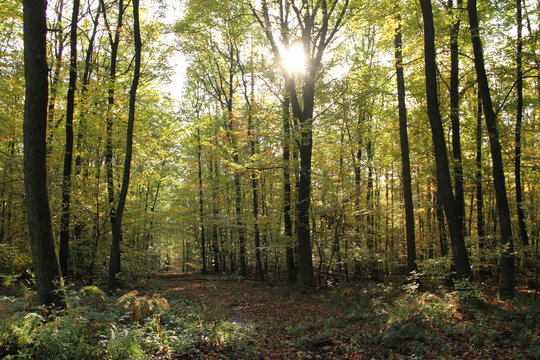 Laubwald im Herbst 2