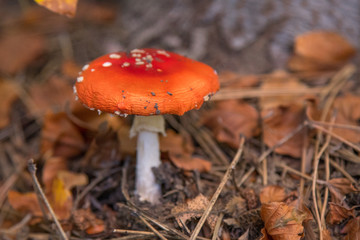 Mushrooms Autumn landscape. Amanita muscaria on Etna