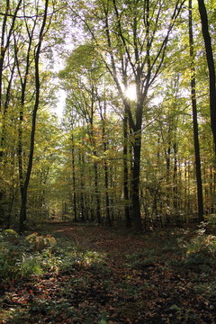 Laubwald im Herbst 1
