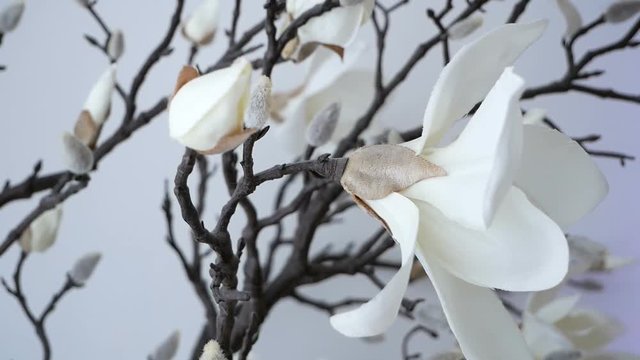 Branch of pure white orchid