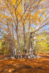 Obraz premium Trofa du Camperi, age-old beech on the Etna volcano in the autumn season