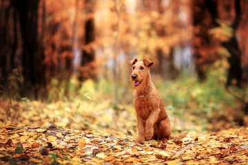 The Irish Terrier sits in autumn Park, holding up his paw.