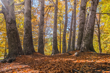 Trofa du Camperi, age-old beech on the Etna volcano in the autumn season