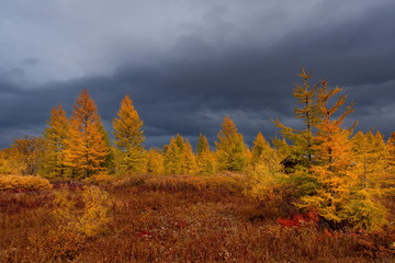 Fototapeta premium Russia. Magadan region. Autumn taiga on permafrost.