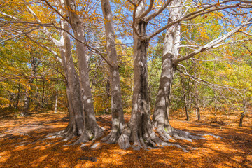 Trofa du Camperi, age-old beech on the Etna volcano in the autumn season