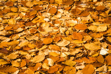 Herbstliche orangen gefärbte Blätter von Buchen treiben auf der Wasseroberfläche