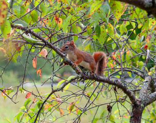 squirrel on a tree