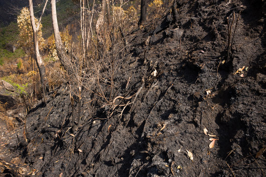 Deforestation At Madagascar