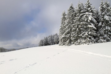 Winterbäume