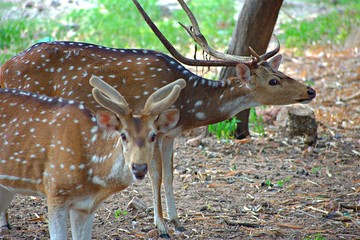 Deer in Nehru Zoological Park