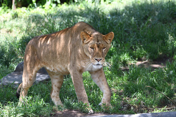 Lionne