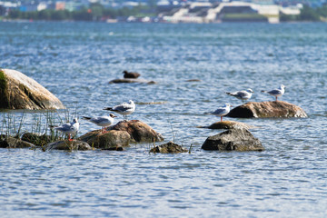 Estland Tallinn Küste