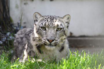 L&eacute;opard des neiges 