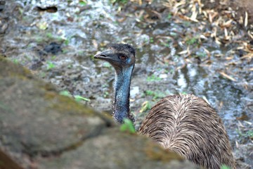 Ostrich in Nehru Zoo Park