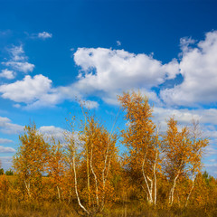 Fototapeta na wymiar autumn birch grove on a blue cloudy sky background