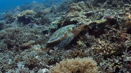 Fototapeta na wymiar Hawksbill Turtle rests on coral reef