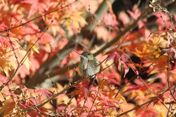 Colibrí en Concepción  © Ignacio