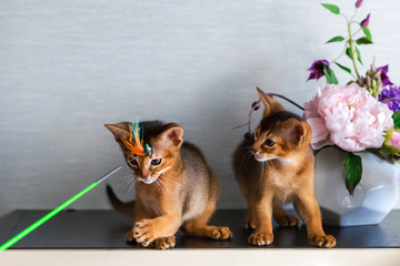  Couple of Abyssinian kittens playing with each other.