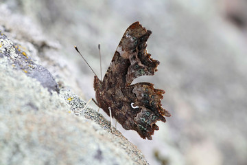 Comma butterfly