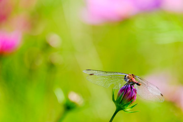 コスモスの蕾とトンボ
