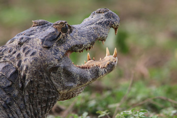 Caiman in the Pantanal