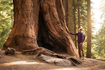 Hiker man in Sequoia National Park. Traveler male looking at the giant sequoia tree, California, USA