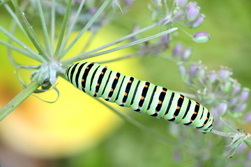 Swallowtail caterpillar, Papilio machaon