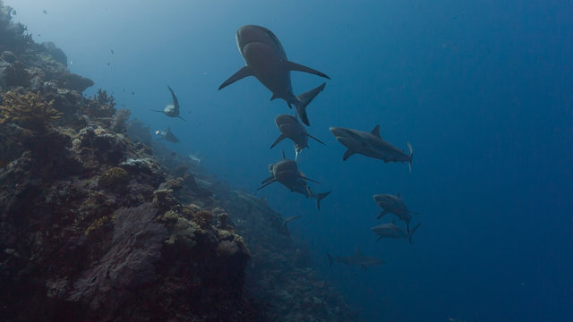 Large numbers of sharks swim towards camera