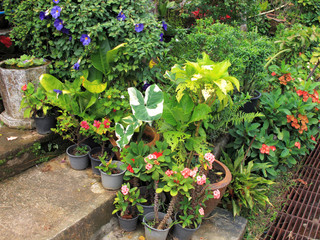 Fototapeta na wymiar Close up group of potted flowers arrangement in garden in Thailand