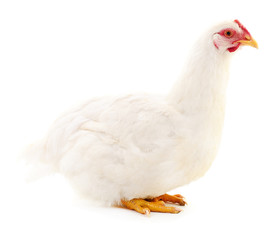 White hen isolated.