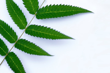 Green branch of tropical plant on the white background, copy space