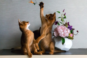  Couple of Abyssinian kittens playing with each other.
