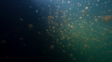 Jellyfish Lake underwater scene