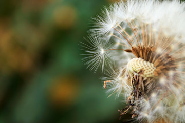 Obraz premium Part of a beautiful dandelion-macro
