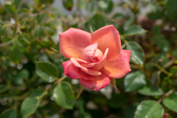 Fototapeta na wymiar pink rose in garden