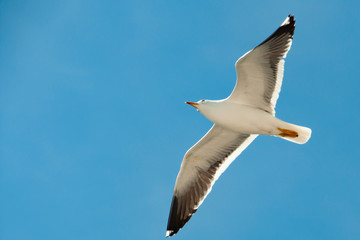 bird, sky, blue, gull, fly