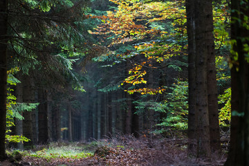 Im Mischwald im Herbst