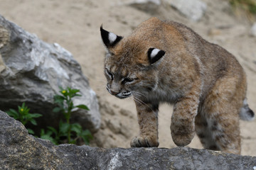 Guépard