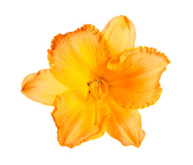 Single bright orange flower of a daylily isolated