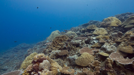 Coral reef underwater scene