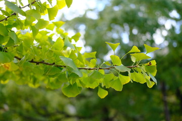 イチョウ木漏れ日