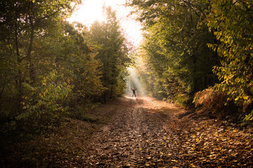 Obraz premium Forêt automne lumière feuille arbre ballade rayon de soleil nature silhouette heureux sauter bonheur émotion ressentir éléments communion bois