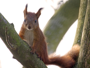Wiewiórka pospolita (Sciurus vulgaris)