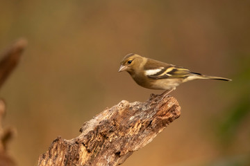 Obraz premium Finch, common finch