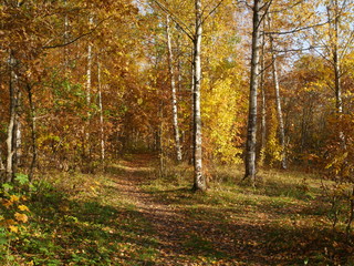 path goes into the distance, falling yellow leaves
